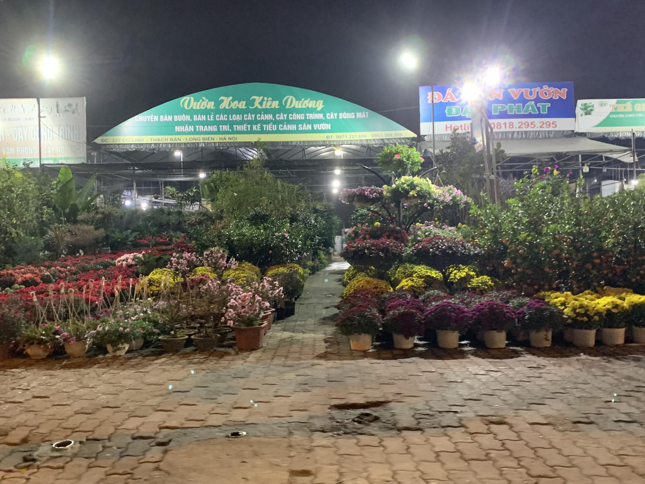 Thị trường vườn hoa, cây cảnh nhộn nhịp, sôi động dịp Tết 2024