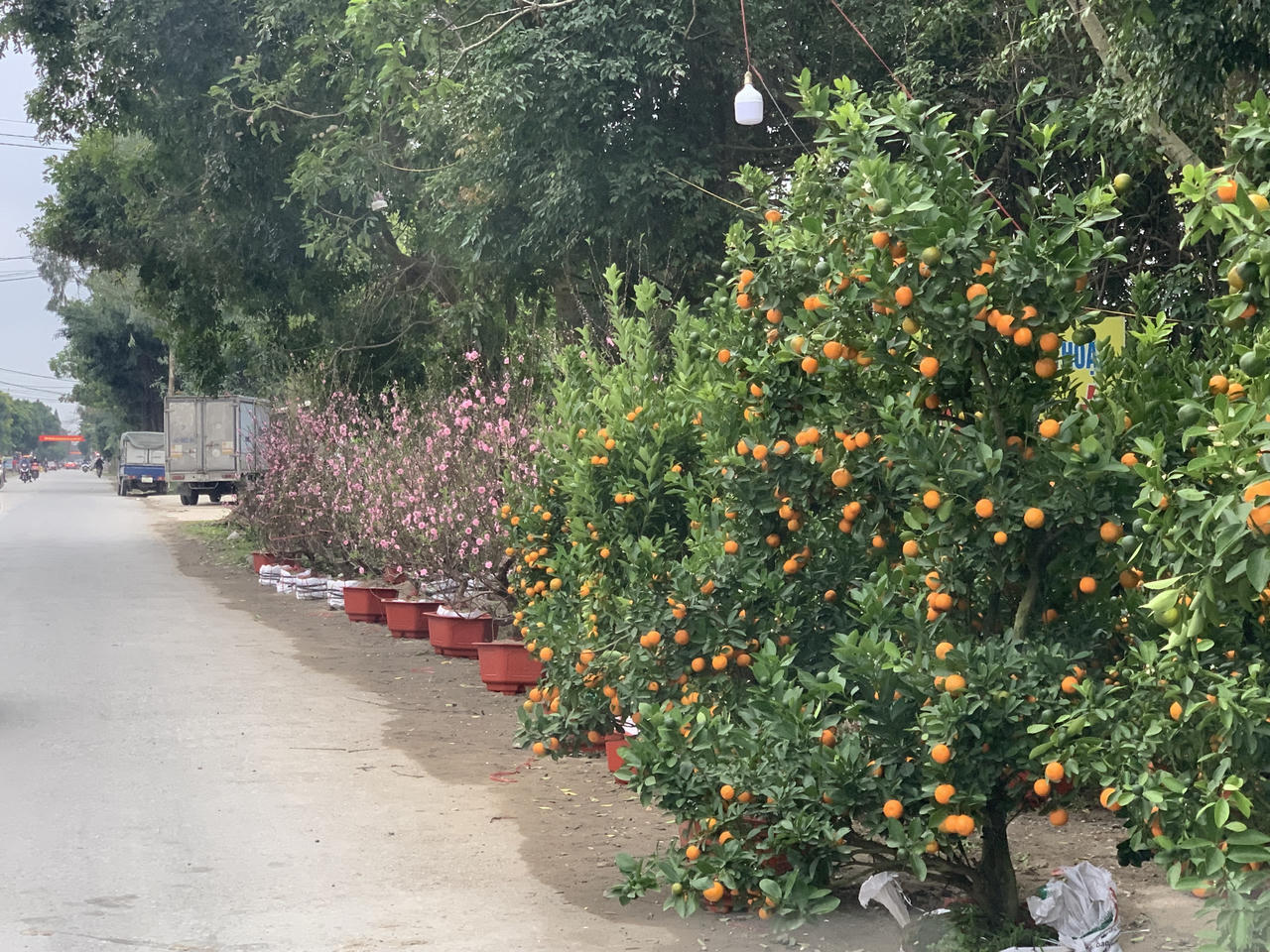 Thị trường vườn hoa, cây cảnh nhộn nhịp, sôi động dịp Tết 2024