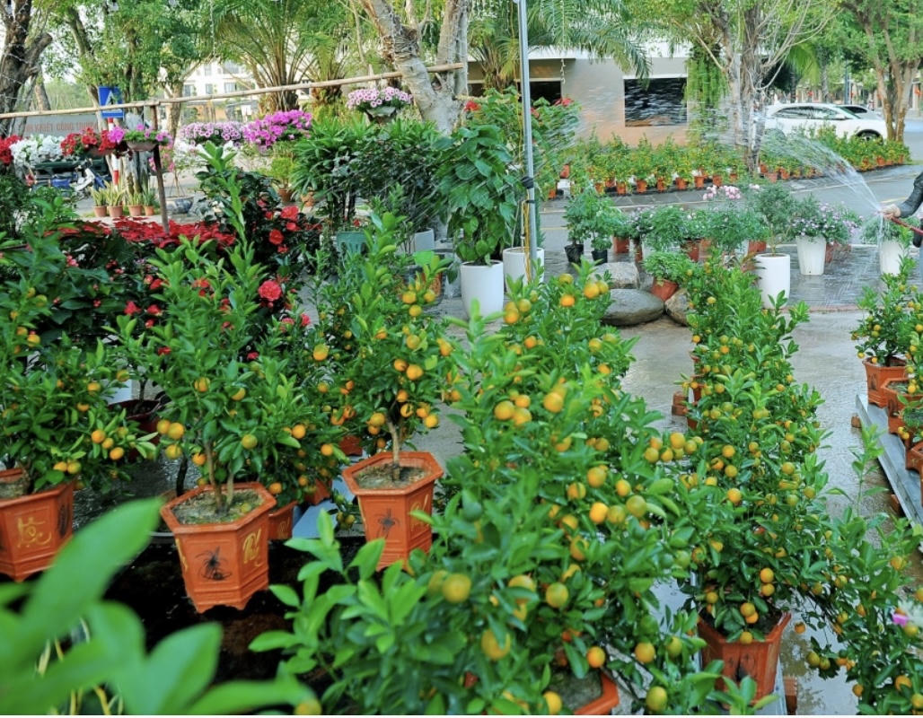 Thị trường vườn hoa, cây cảnh nhộn nhịp, sôi động dịp Tết 2024