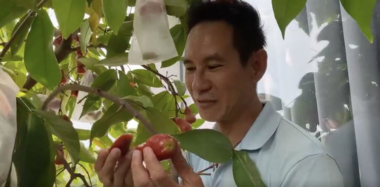  Lý Hải - Minh Hà vào vườn hái trái cây. (Ảnh: Chụp màn hình)