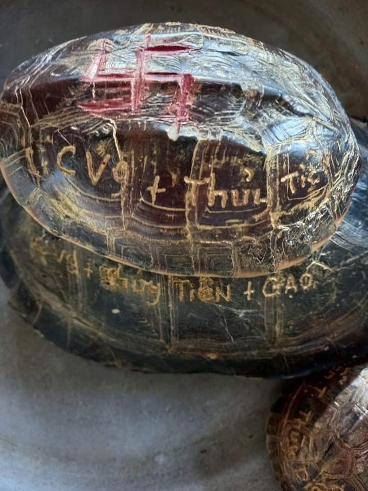 Xôn xao việc người nhà Thủy Tiên khắc tên lên mai rùa để phóng sinh