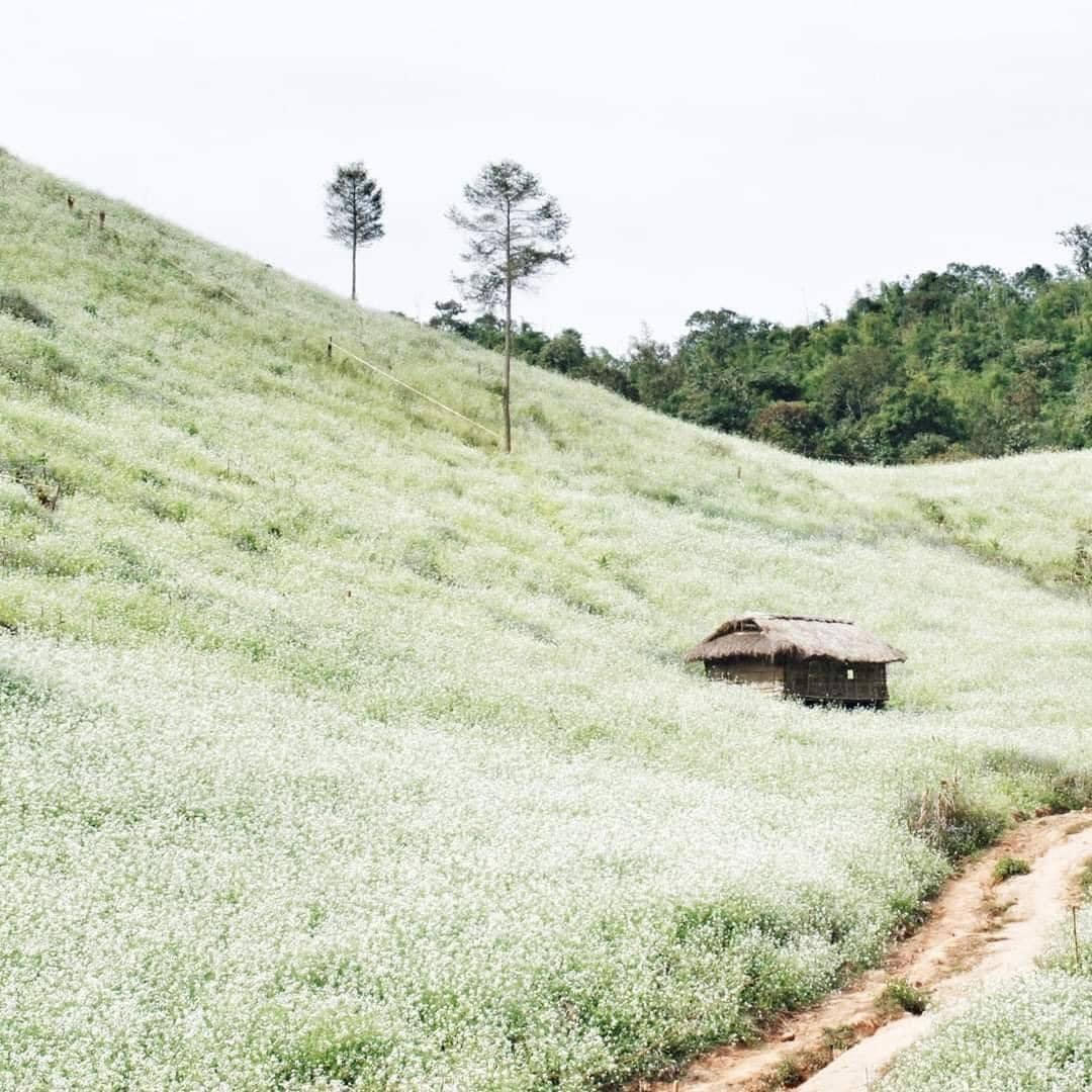 Mãn nhãn với cánh đồng hoa Sơn La 