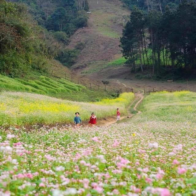 Mãn nhãn với cánh đồng hoa Sơn La 