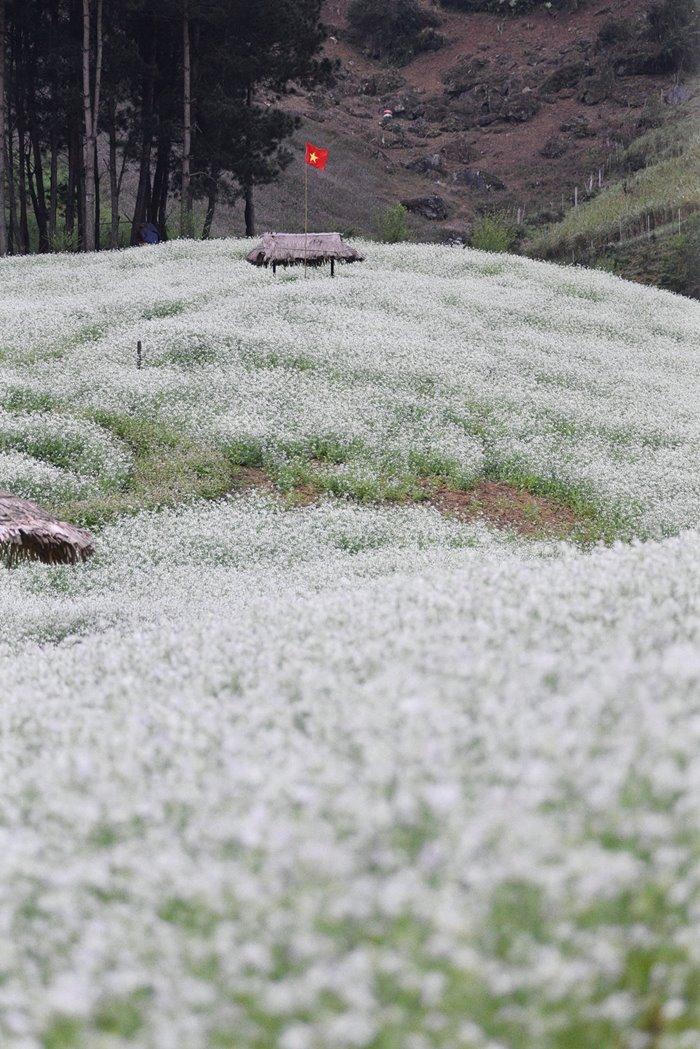 Mãn nhãn với cánh đồng hoa Sơn La 