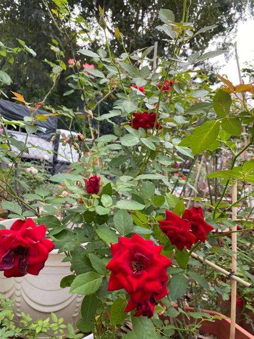 Biệt thự kín hoa của vợ chồng diễn viên Quý Bình