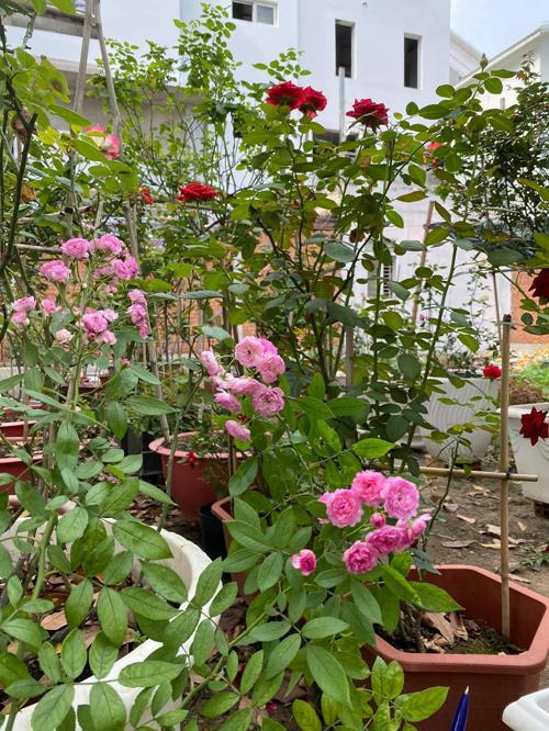 Biệt thự kín hoa của vợ chồng diễn viên Quý Bình