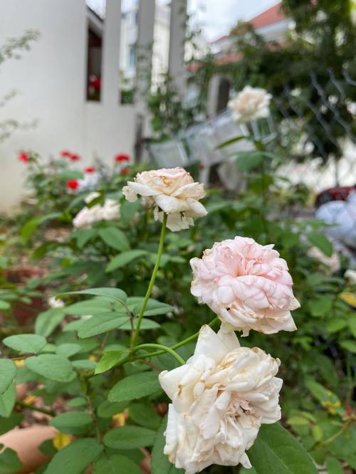 Biệt thự kín hoa của vợ chồng diễn viên Quý Bình