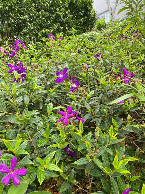 Biệt thự kín hoa của vợ chồng diễn viên Quý Bình