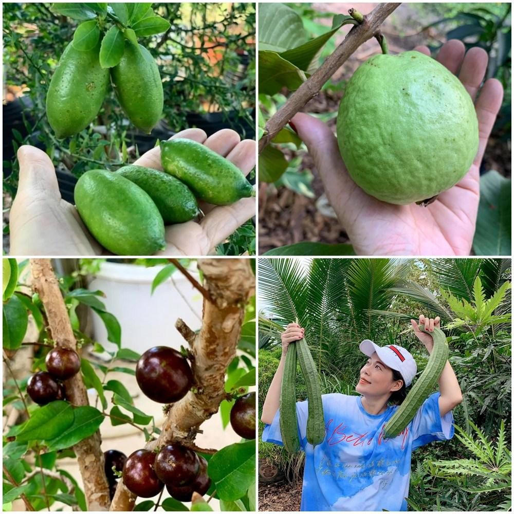 2 khu vườn "bạc tỷ" tại Việt Nam và Đức rộng 1.400m2 của ca sĩ Mỹ Lệ