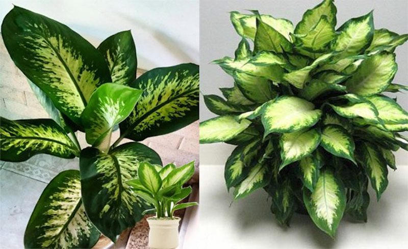 Trồng 6 loại cây này trước cửa, rước tài lộc về nhà