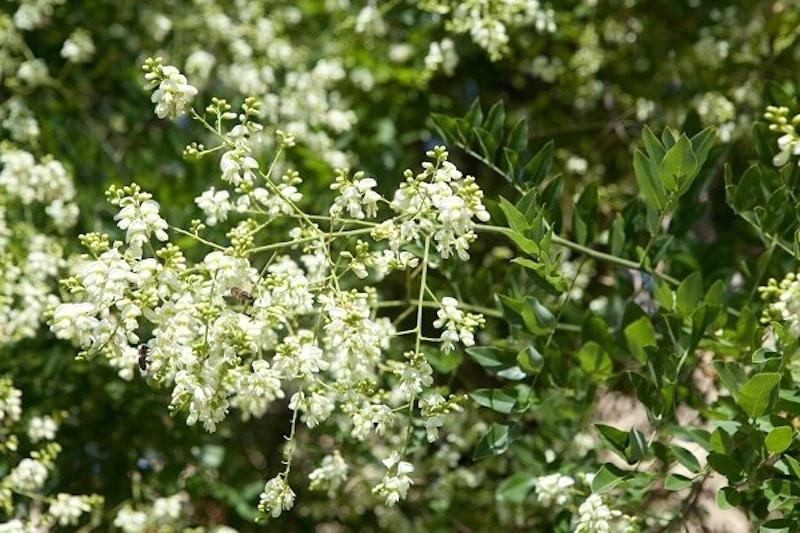 Trồng 6 loại cây này trước cửa, rước tài lộc về nhà