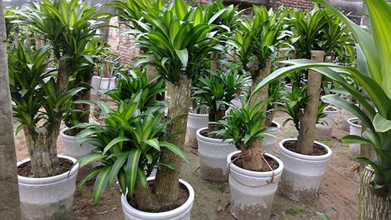 Trồng 6 loại cây này trước cửa, rước tài lộc về nhà