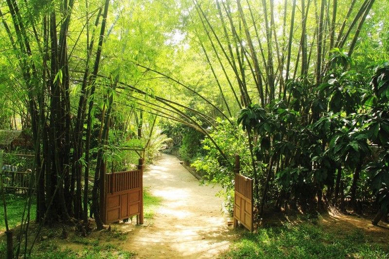 Trồng 6 loại cây này trước cửa, rước tài lộc về nhà