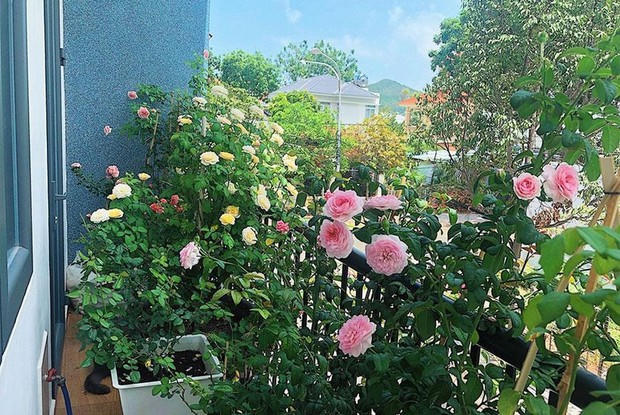 5 loại cây nên trồng ở ban công, càng tươi tốt gia chủ càng phát tài