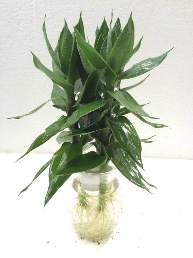 5 loại cây nên trồng ở ban công, càng tươi tốt gia chủ càng phát tài