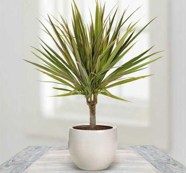 5 loại cây nên trồng ở ban công, càng tươi tốt gia chủ càng phát tài