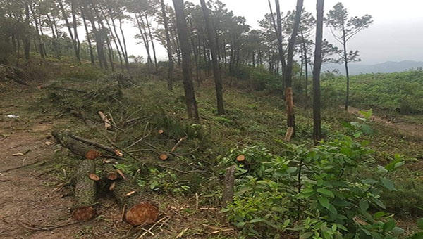 Con rể chặt hạ trái phép rừng thông được giao cho bố vợ