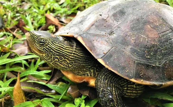 Hà Tĩnh: Thả 44 cá thể rùa quý hiếm về rừng tự nhiên