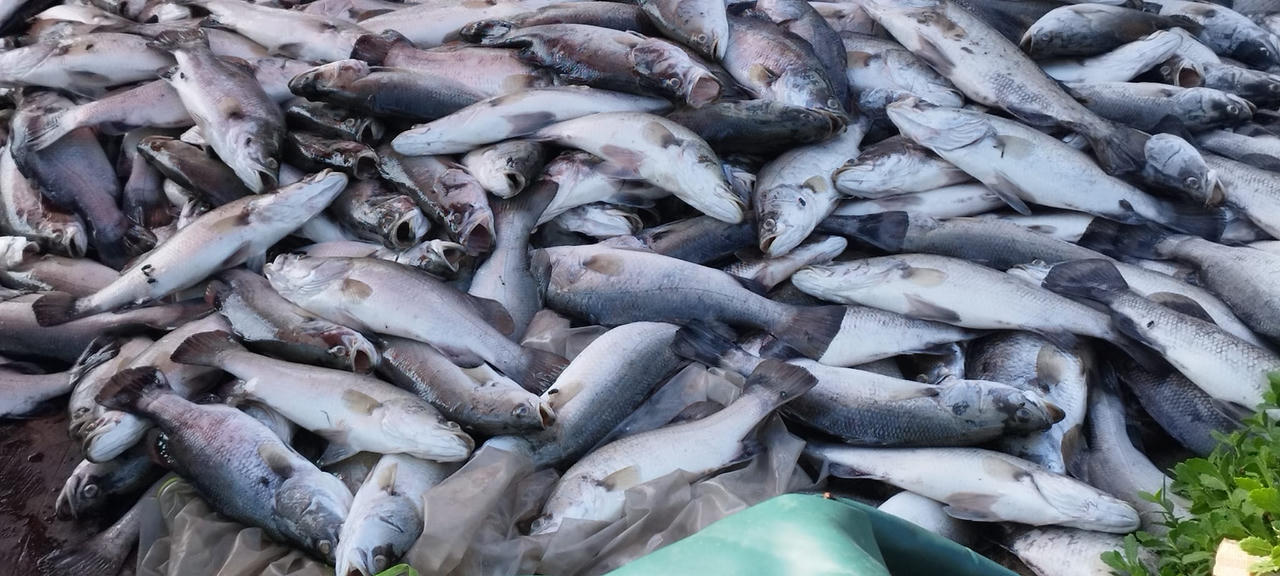 Khoảng 50 tấn cá chẽm chết hàng loạt tại Hà Tĩnh