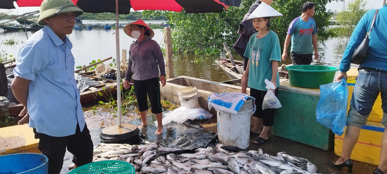 Khoảng 50 tấn cá chẽm chết hàng loạt tại Hà Tĩnh