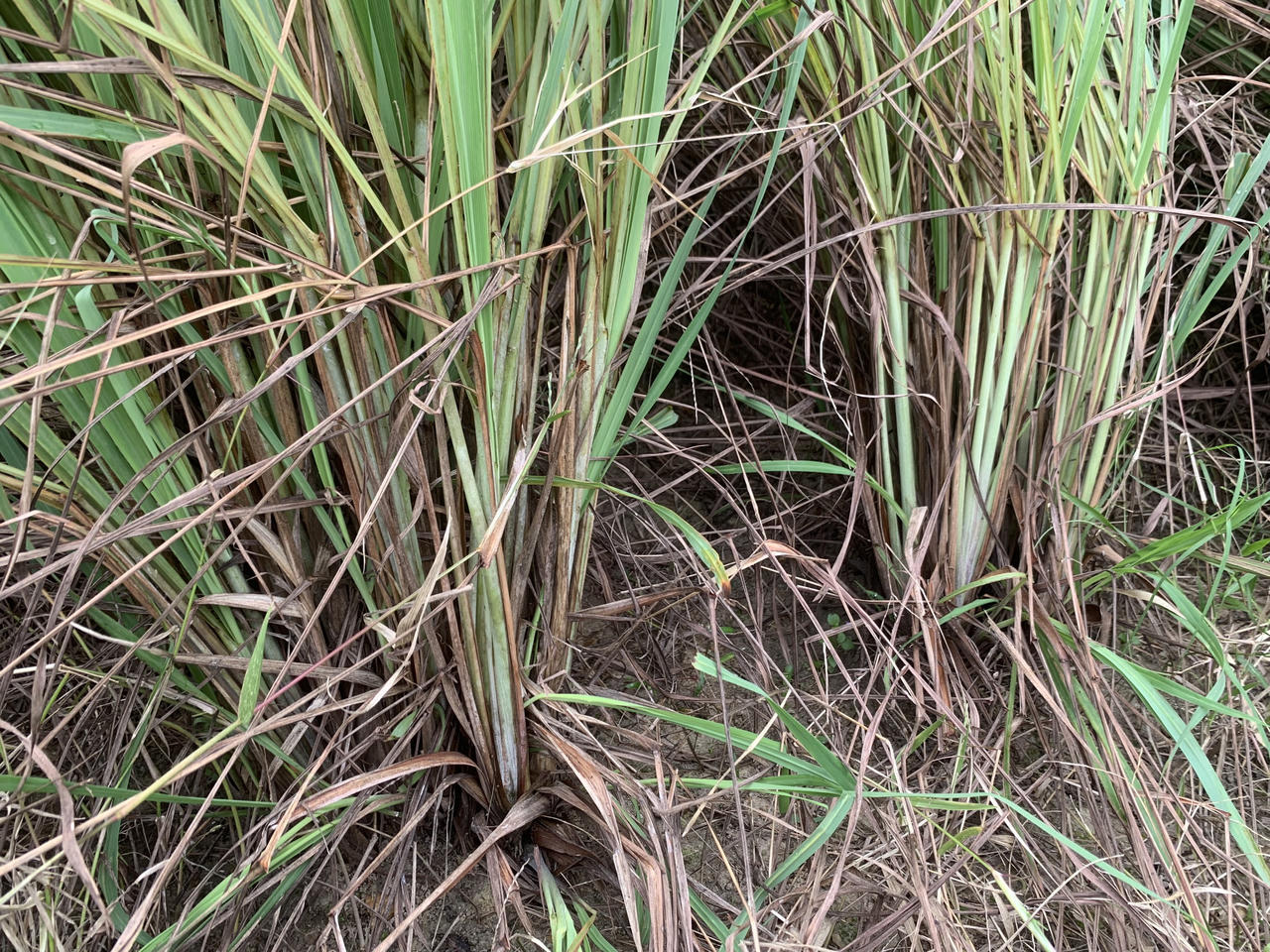 Doanh nghiệp liên kết rồi... 'bỏ chạy', hàng trăm hộ dân trồng sả 'ôm nợ'