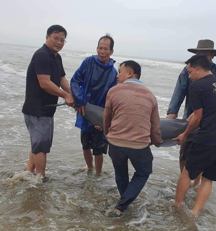 Ngư dân kéo lưới "dính" 19 con cá heo