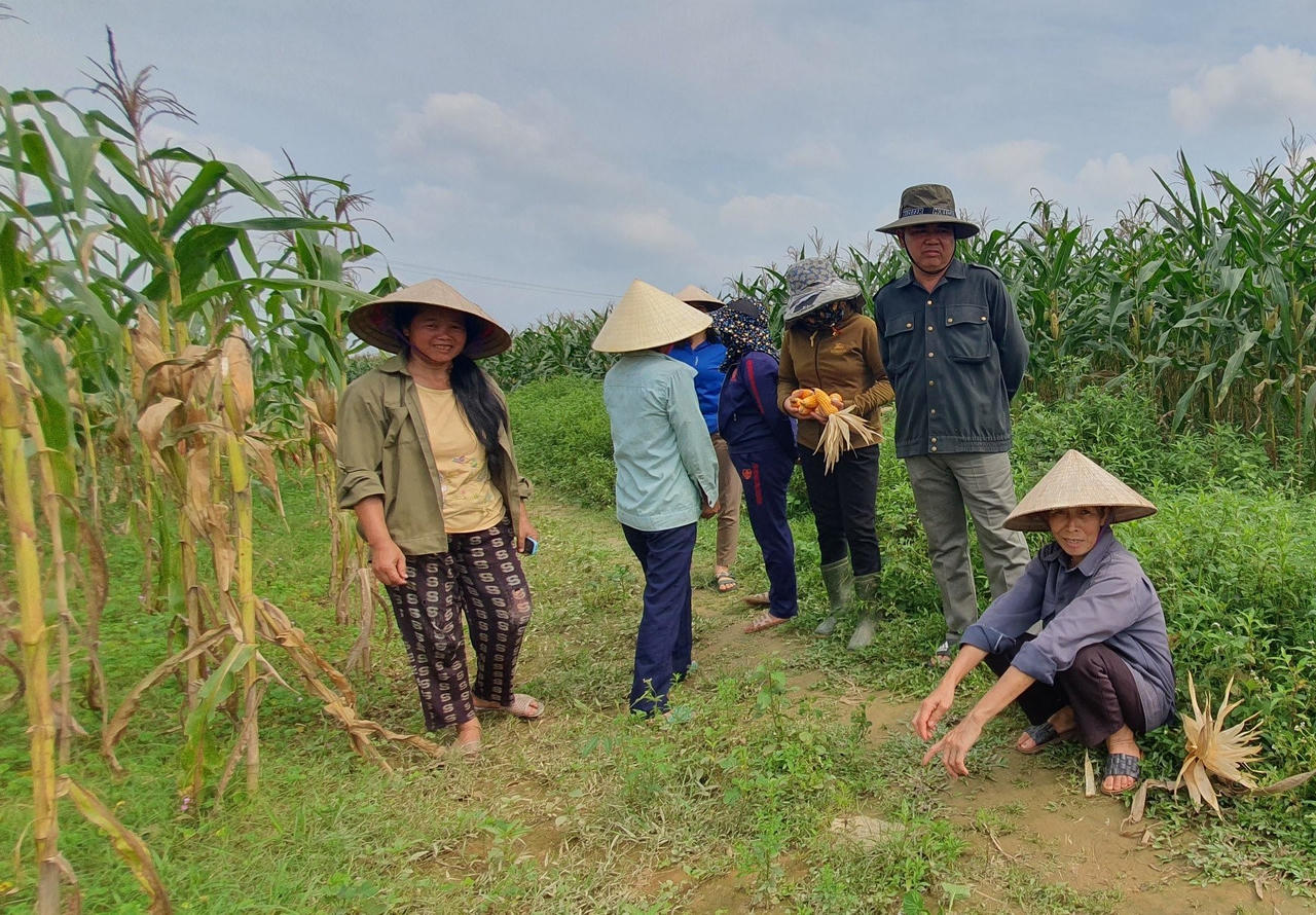 Hàng chục hecta ngô sắp đến ngày thu hoạch bất ngờ héo khô, chết bất thường