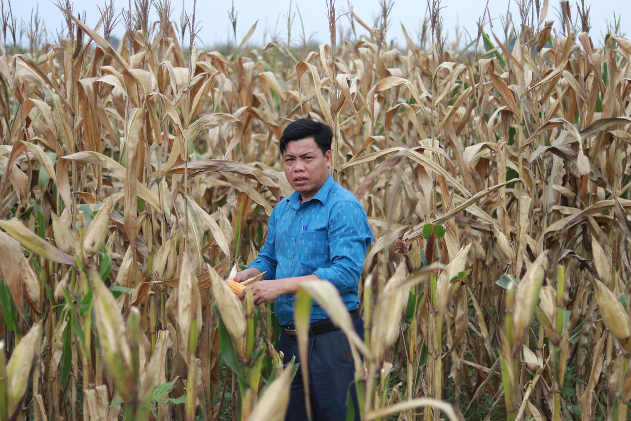 Hàng chục hecta ngô sắp đến ngày thu hoạch bất ngờ héo khô, chết bất thường