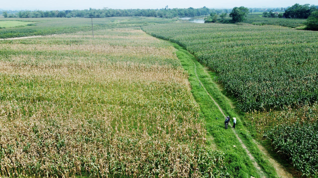Hàng chục hecta ngô sắp đến ngày thu hoạch bất ngờ héo khô, chết bất thường
