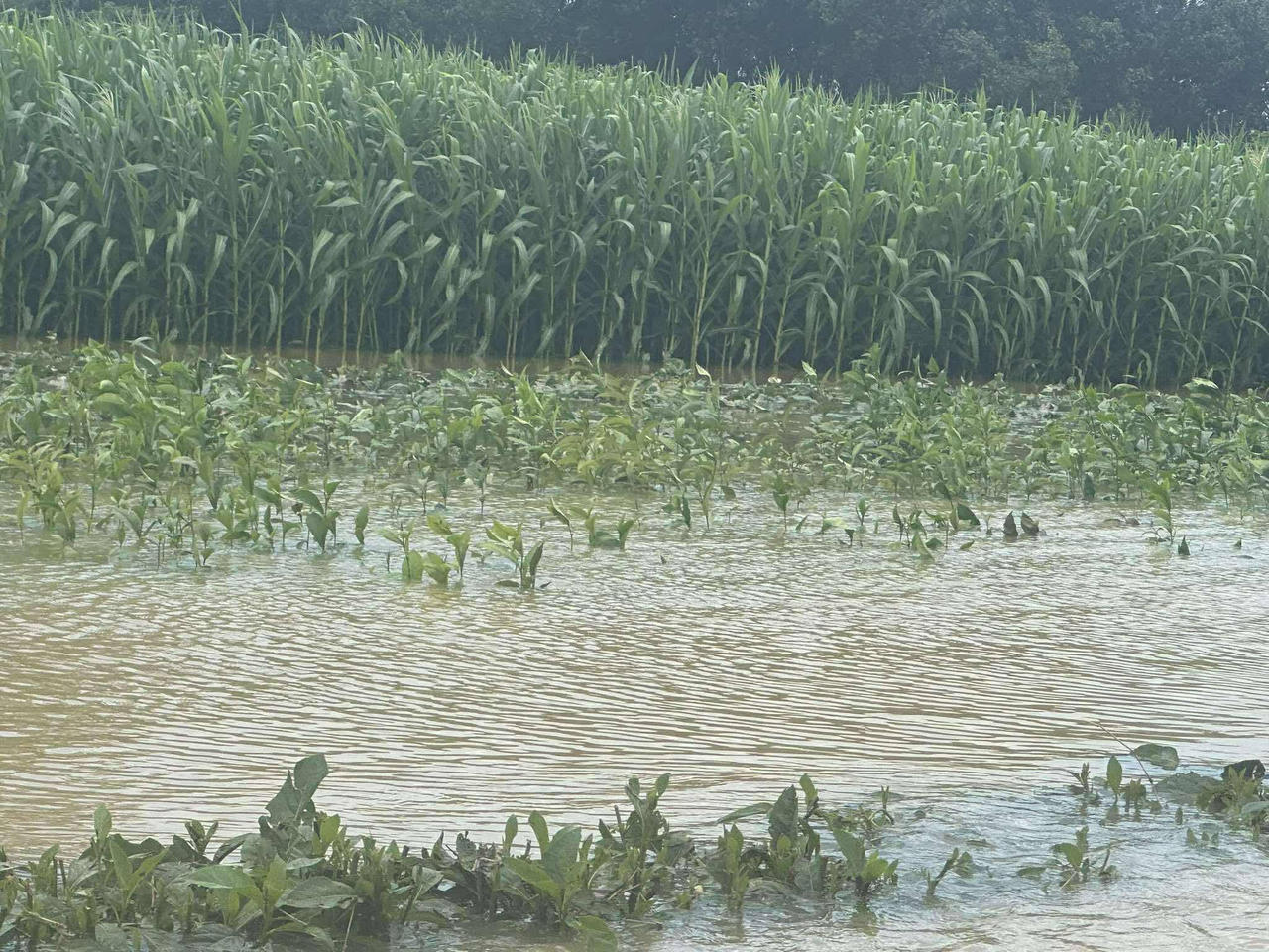 Cứu người đàn ông mắc kẹt giữa nước lũ ở Hà Tĩnh