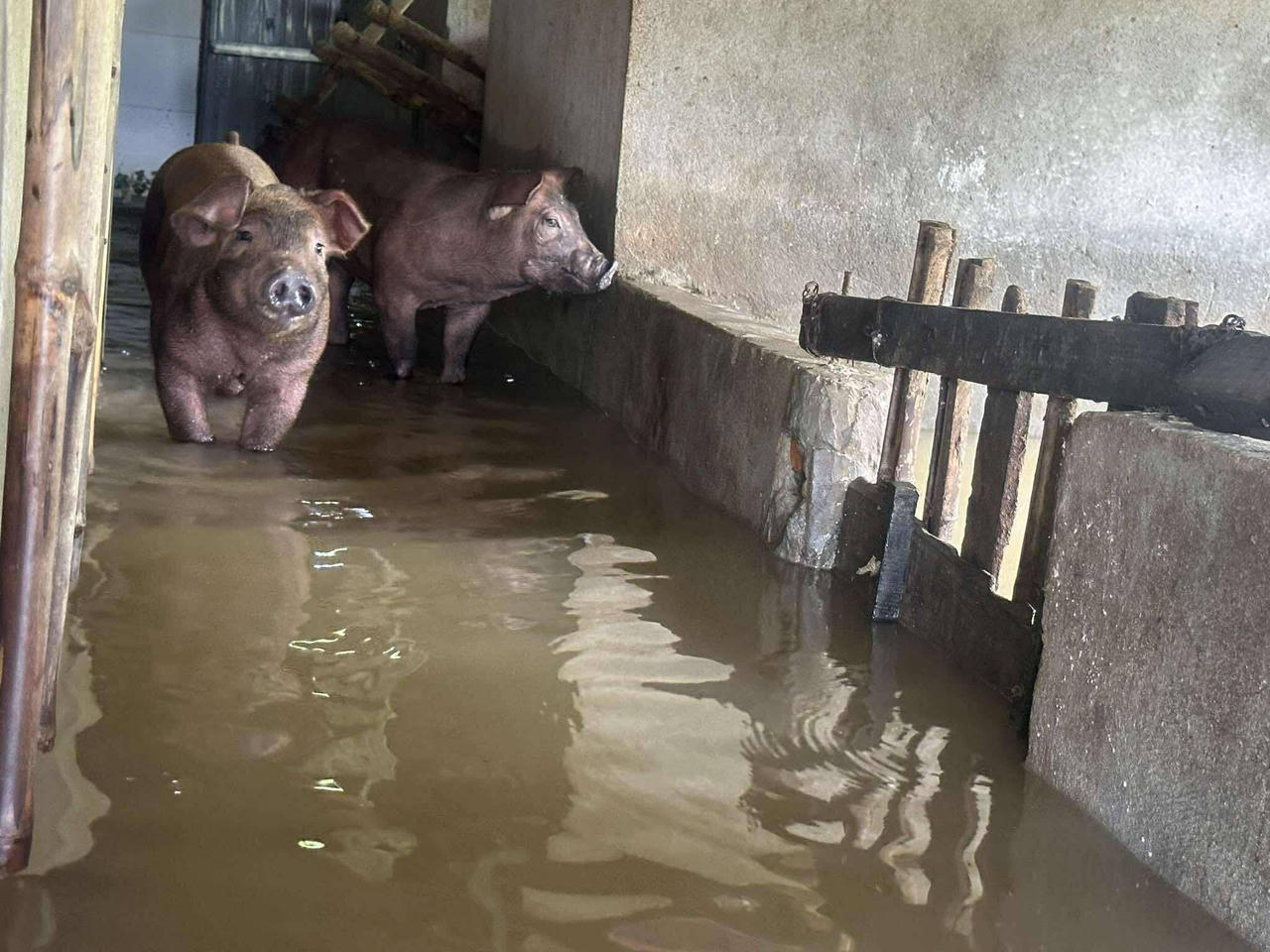Không kịp trở tay vì lũ 'trái mùa' ở Hà Tĩnh