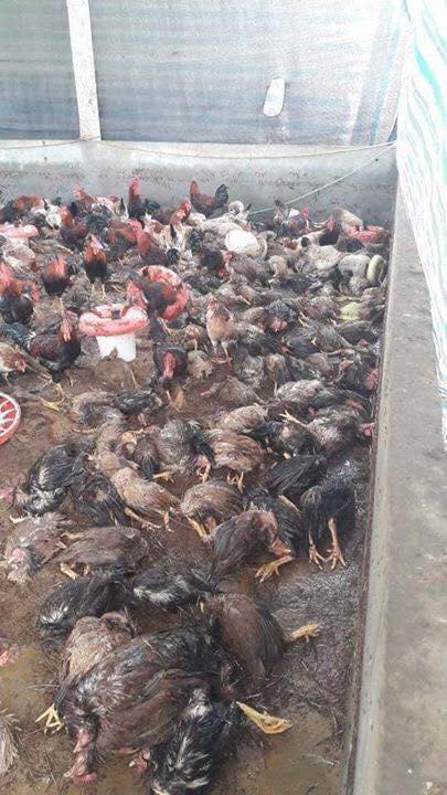 Xót xa cảnh Thị trấn Thanh Sơn lầy lội, tan hoang sau đợt mưa lũ lịch sử