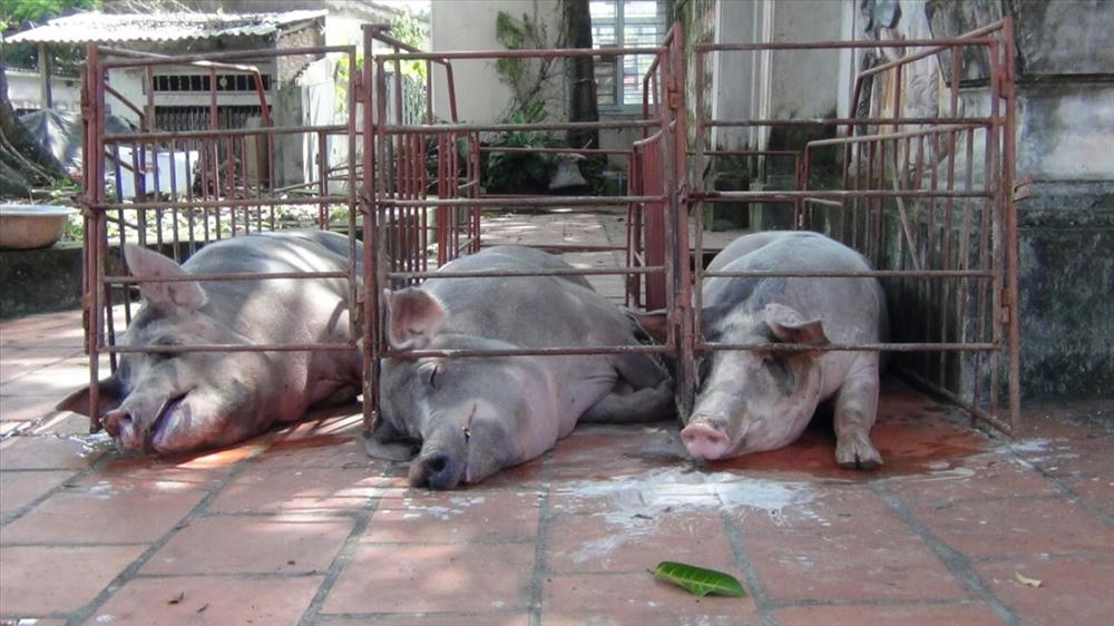 Người dân 'rốn lũ' Chương Mỹ sống chung với ngập lụt, chờ nước rút