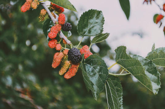 TocoToco: Thương hiệu trà sữa “tiên phong” sử dụng nguồn Nông sản Việt