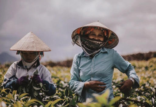 TocoToco: Thương hiệu trà sữa “tiên phong” sử dụng nguồn Nông sản Việt