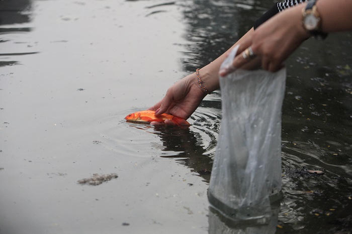 Người Hà Nội thả cá chép tiễn ông Táo về trời 