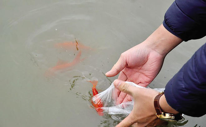 Người Hà Nội thả cá chép tiễn ông Táo về trời 