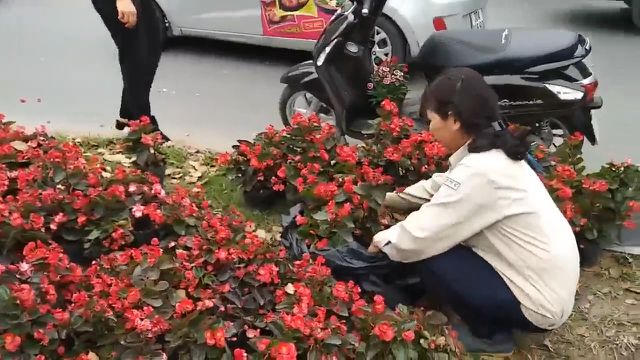 Lãnh đạo Cty Công viên cây xanh Hà Nội lên tiếng trước cảnh người dân “hôi” hoa trên đường Kim Mã