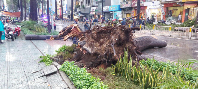 TP.HCM: Cây xanh trước trường ĐH bật gốc đè nát xe máy, nam thanh niên bị thương nặng - Ảnh 2.
