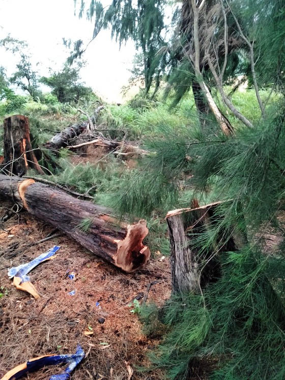 Cưa cây lúc nửa đêm, người đàn ông bị cây đè chết ảnh 2