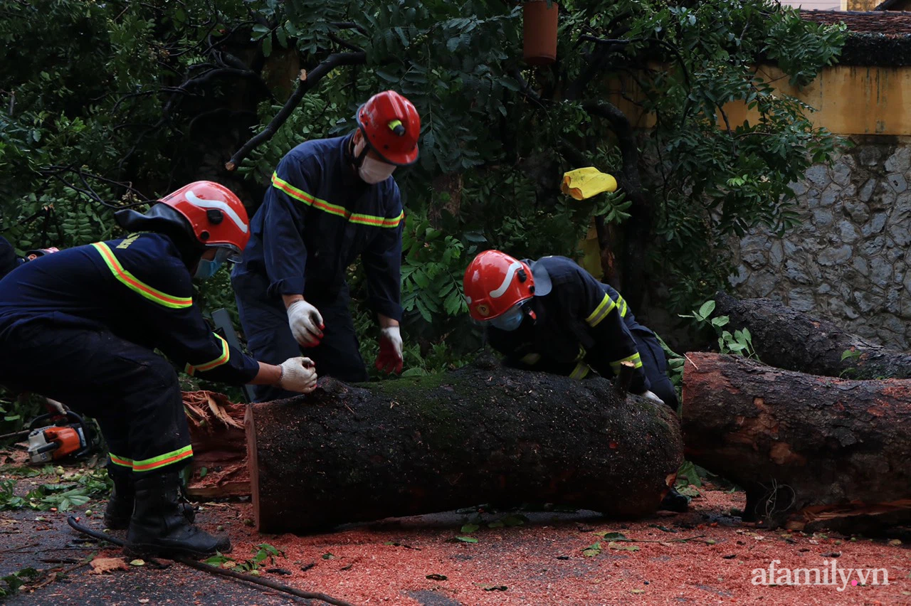 Cây cổ thụ ở trụ sở Toà án Tối cao bất ngờ bật gốc, đổ sập tường 
