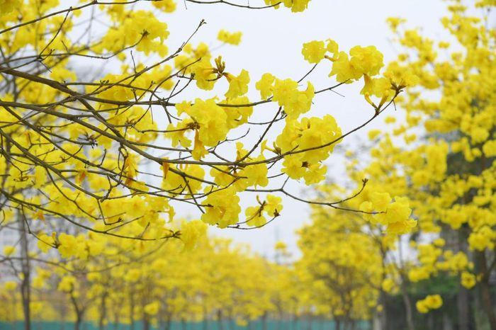 Đẹp ngỡ ngàng hoa phong linh và hoa gạo bung nở đường Hà Nội 