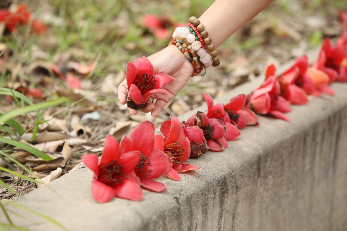 Đẹp ngỡ ngàng hoa phong linh và hoa gạo bung nở đường Hà Nội 