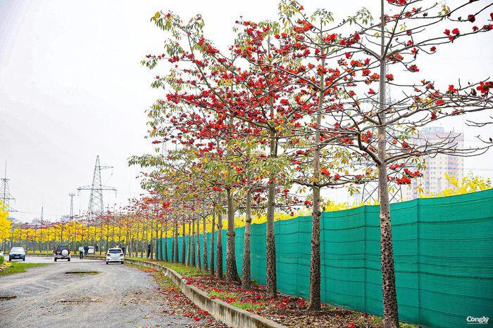 Đẹp ngỡ ngàng hoa phong linh và hoa gạo bung nở đường Hà Nội 