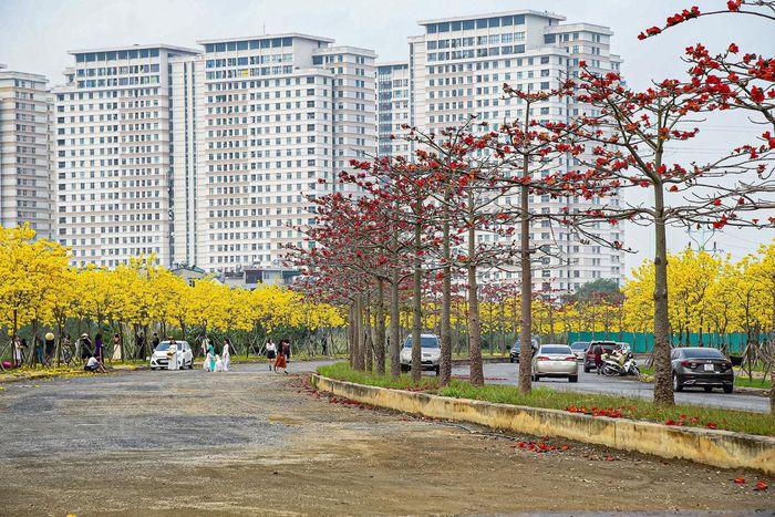 Đẹp ngỡ ngàng hoa phong linh và hoa gạo bung nở đường Hà Nội 