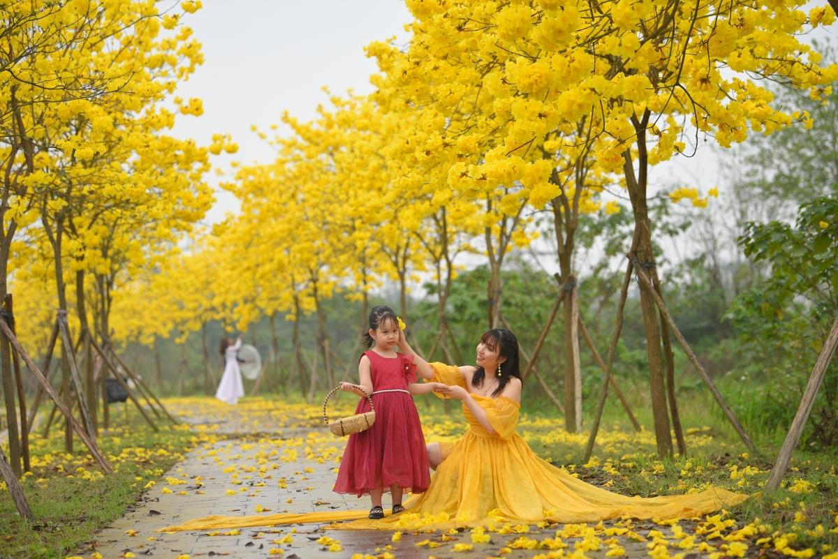 Đẹp ngỡ ngàng hoa phong linh và hoa gạo bung nở đường Hà Nội 