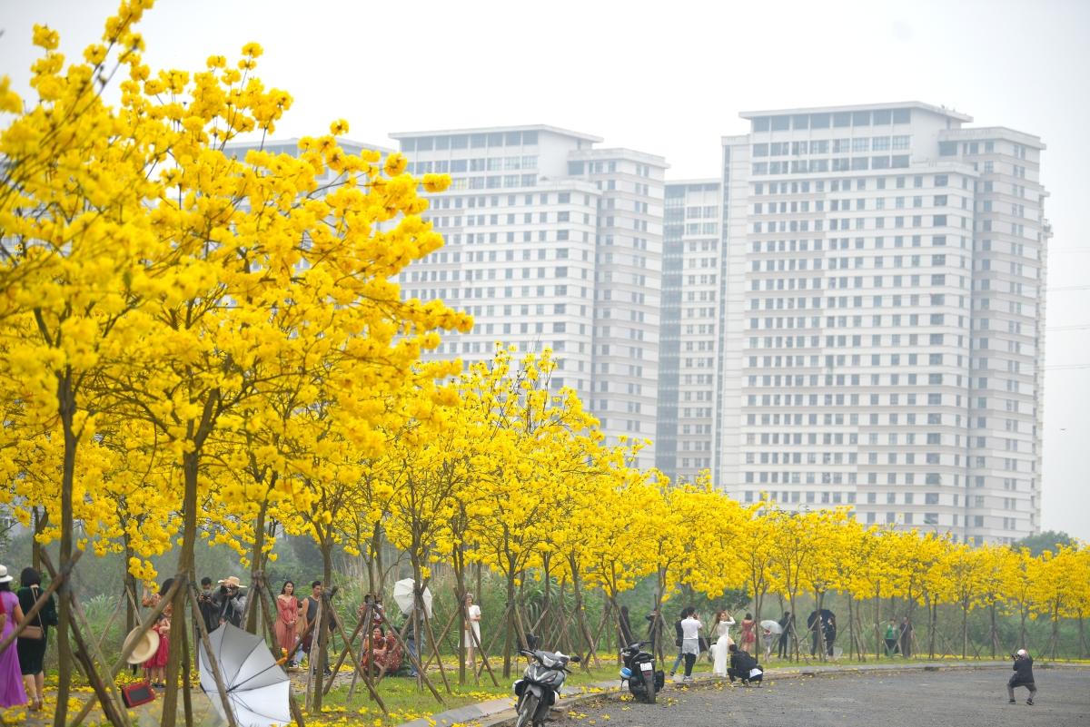 Đẹp ngỡ ngàng hoa phong linh và hoa gạo bung nở đường Hà Nội 