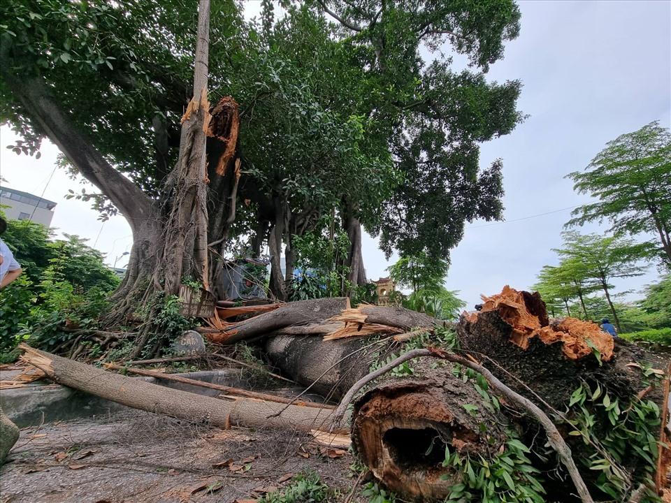 Cành đa cổ thụ gãy cành chắn ngang đường Hà Nội