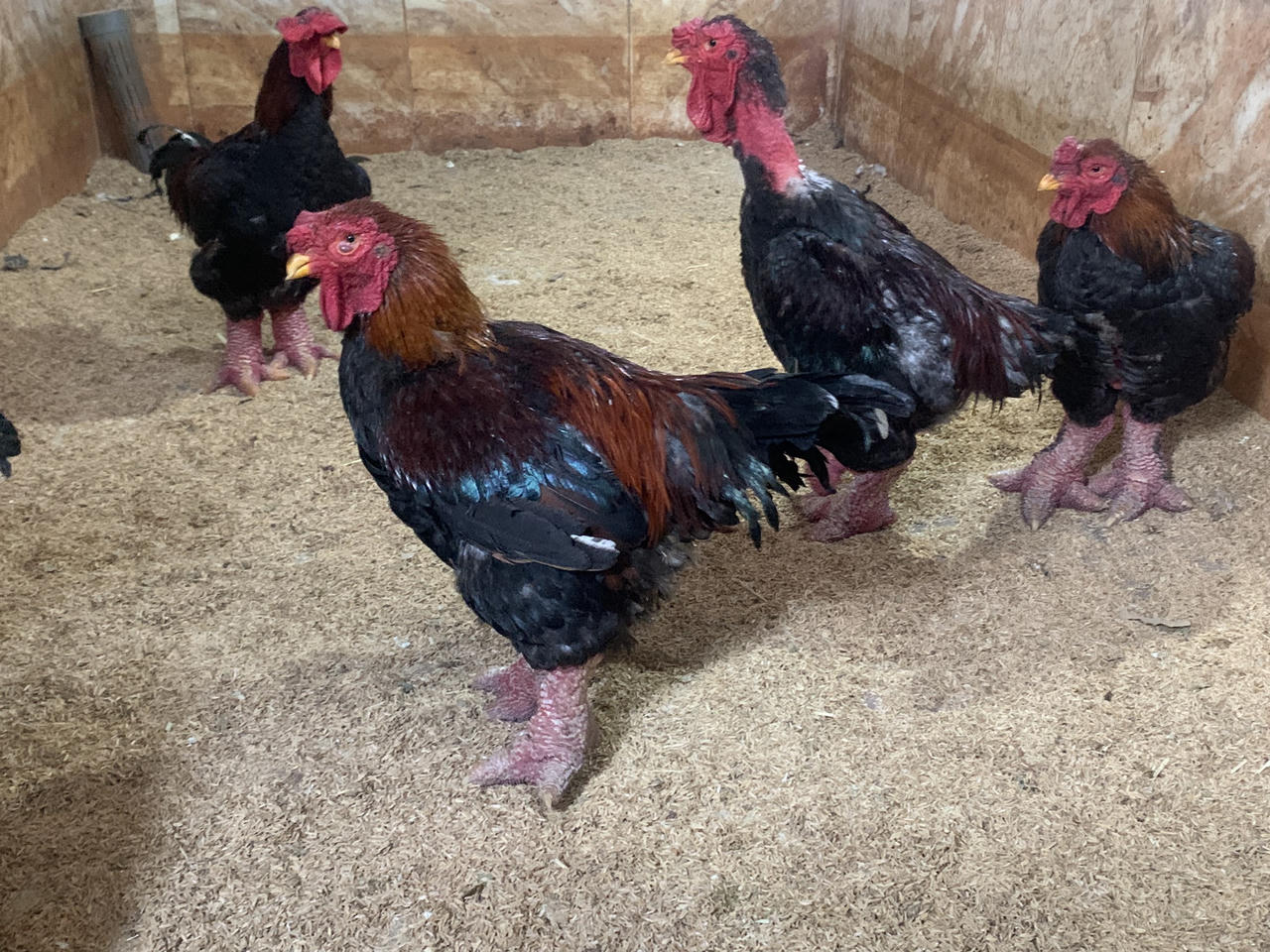 Gà Đông Tảo đặc sản quà quê "lên ngôi" dịp Tết 