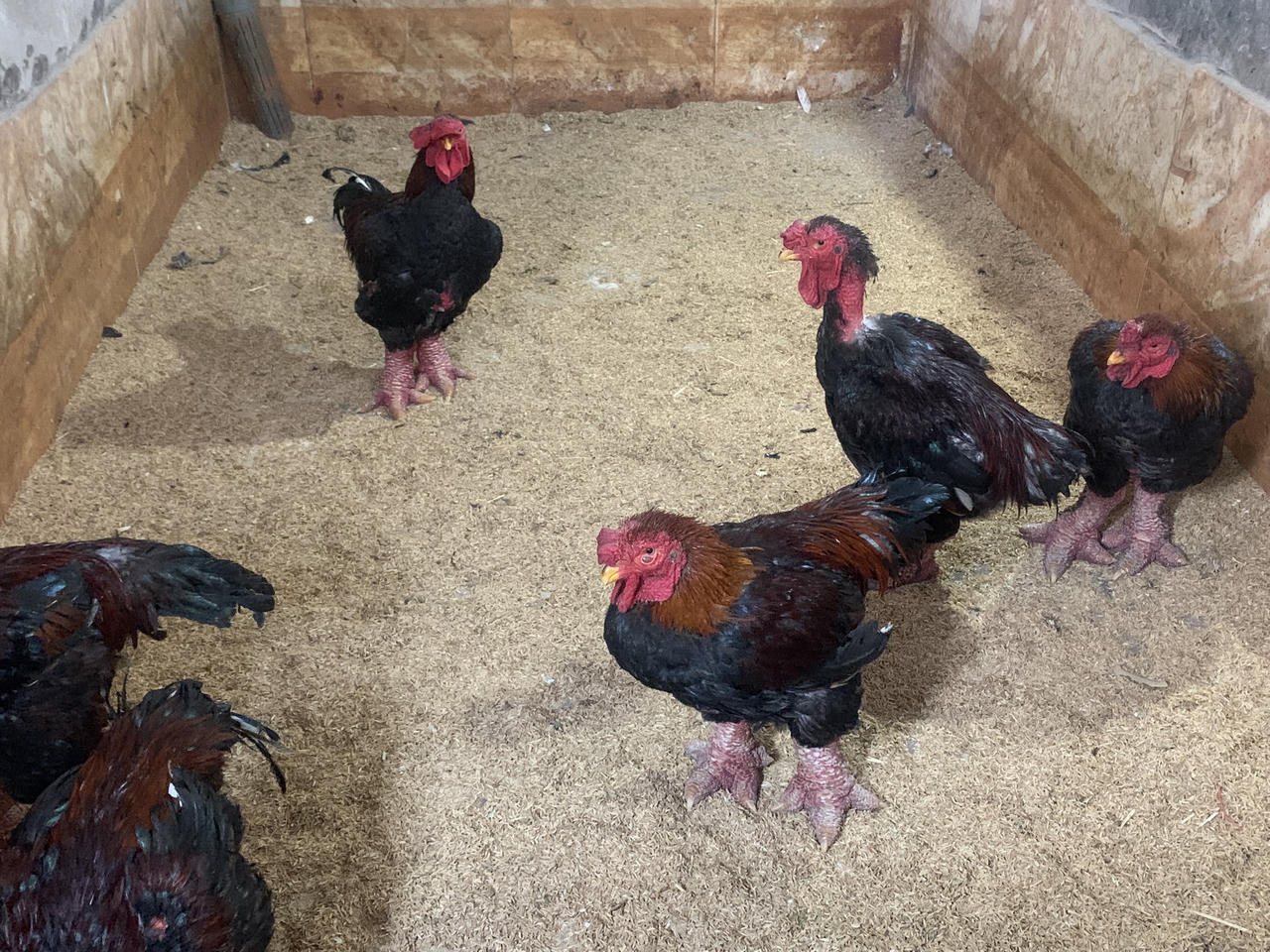 Gà Đông Tảo đặc sản quà quê "lên ngôi" dịp Tết 